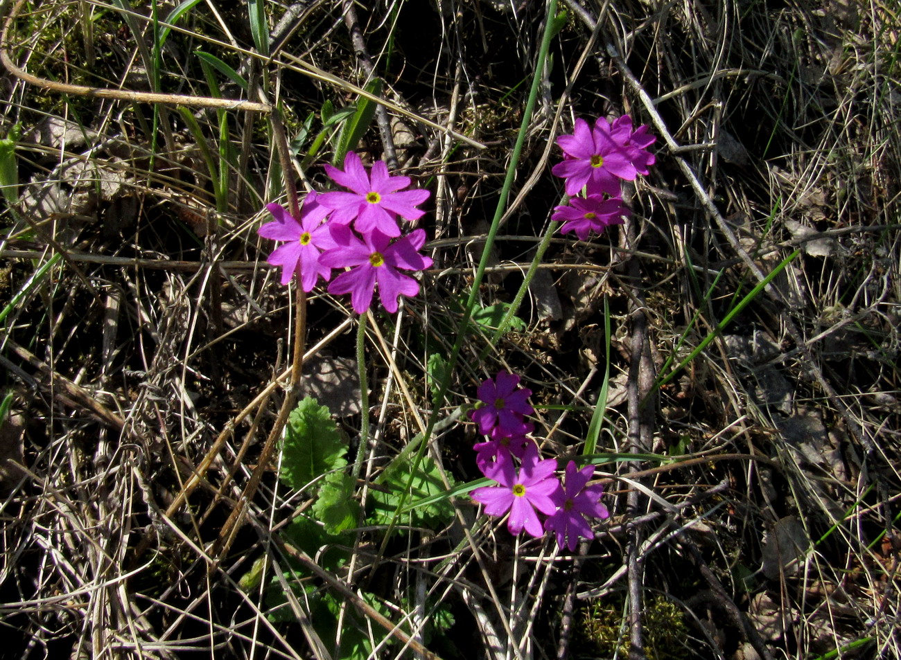 Image of Primula cortusoides specimen.