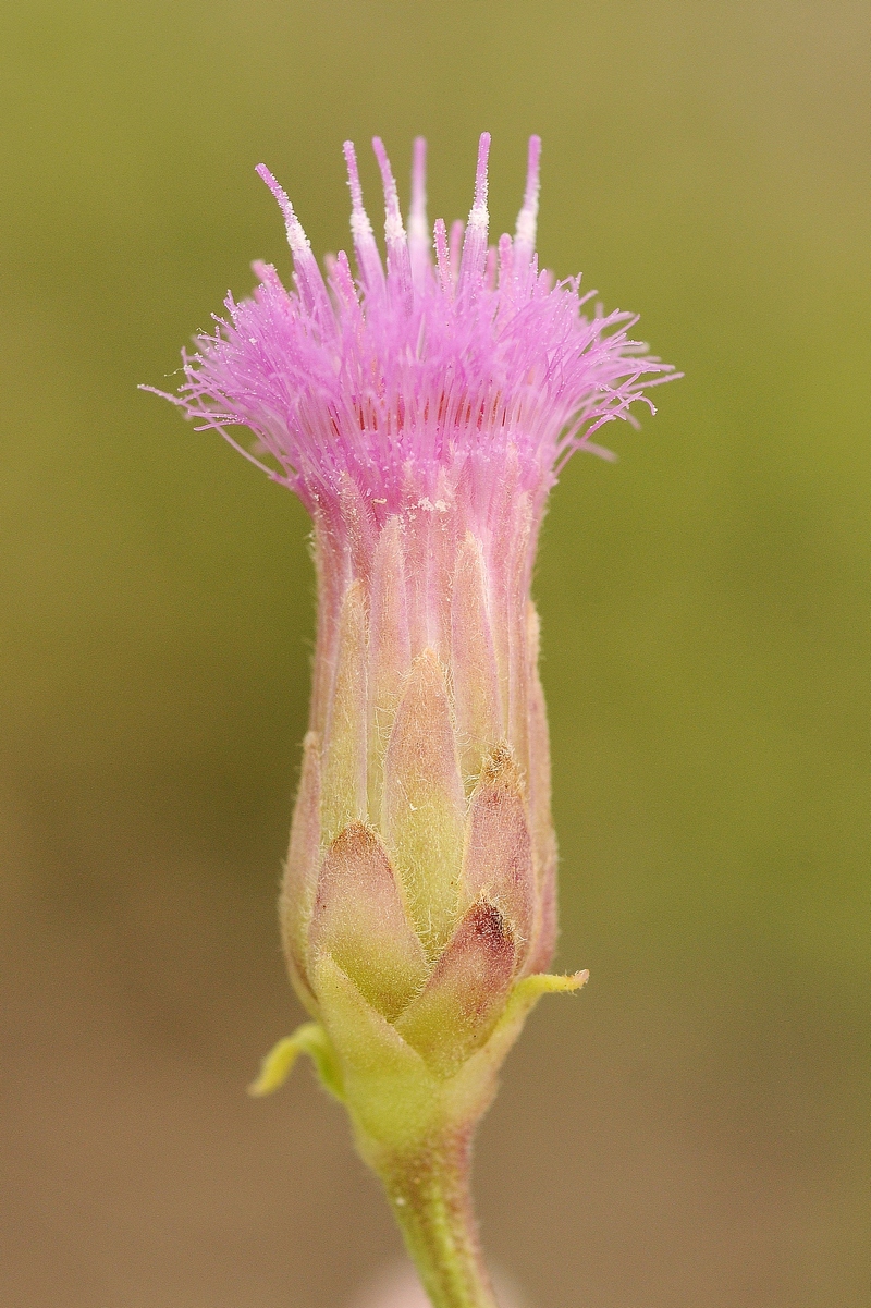 Изображение особи Karelinia caspia.