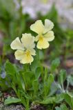 Viola oreades. Цветущее растение в сообществе с Campanula (листья на переднем плане). Карачаево-Черкесия, Зеленчукский р-н, окр. пос. Архыз, хребет Абишира-Ахуба, правый берег р. Кызылчук чуть ниже оз. Голубого, 2580 м н.у.м., каменистый склон. 01.08.2018.