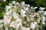 Hydrangea paniculata. Часть соцветия ('Unique'). Кировская обл., г. Киров, Ботанический сад Вятского государственного университета, в культуре. 31.07.2018.