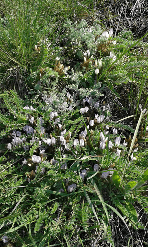 Изображение особи Astragalus testiculatus.