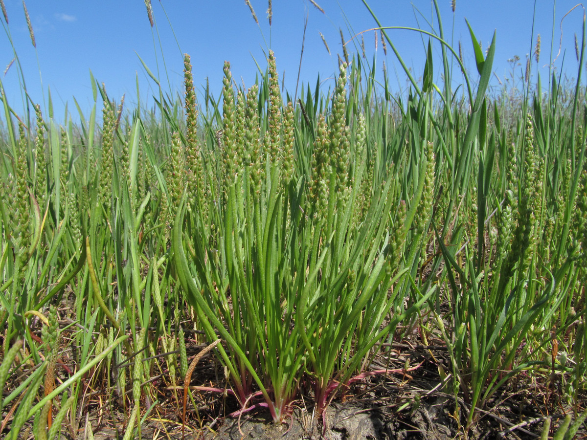 Изображение особи Plantago tenuiflora.