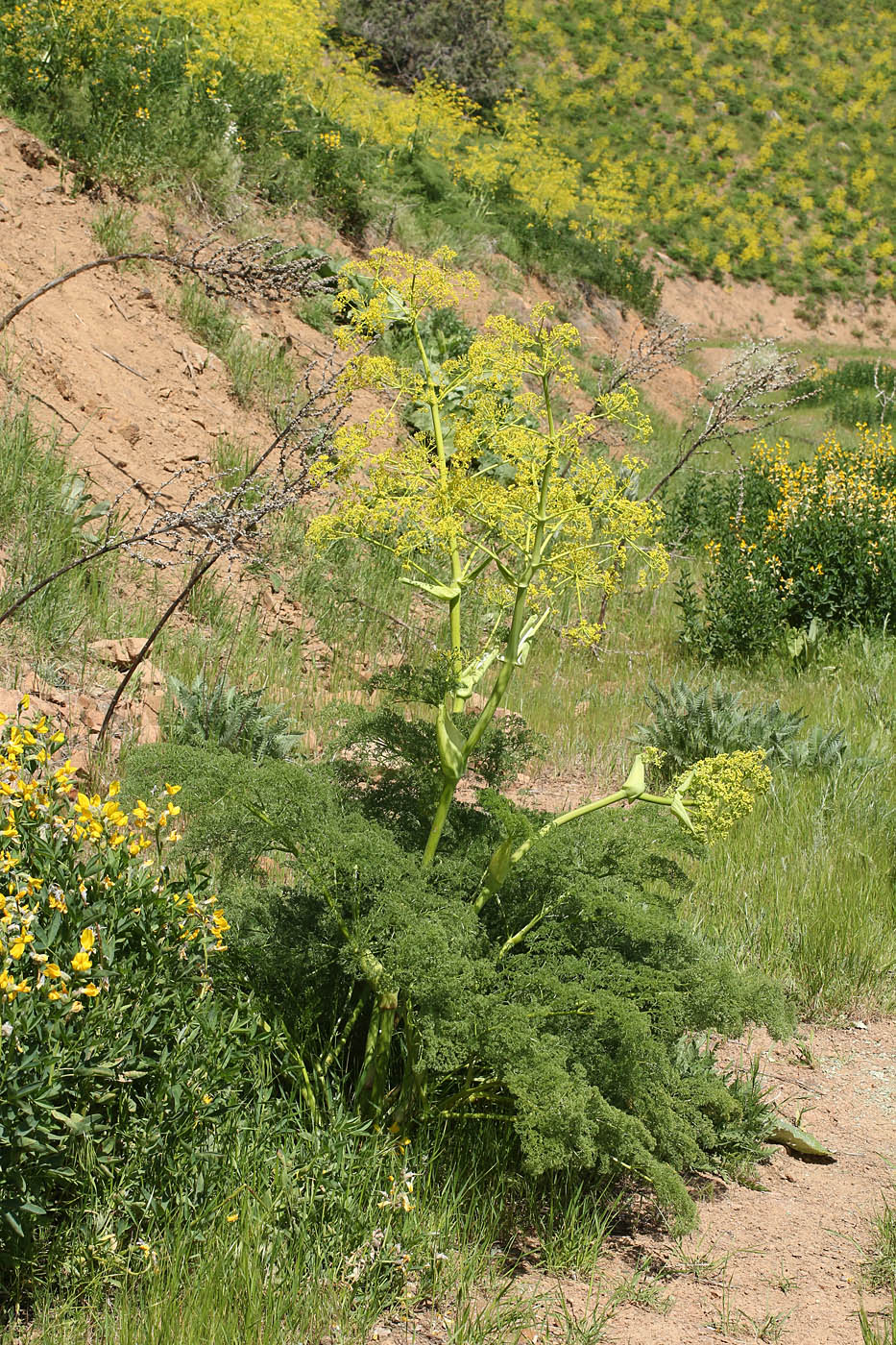 Image of Ferula angreni specimen.