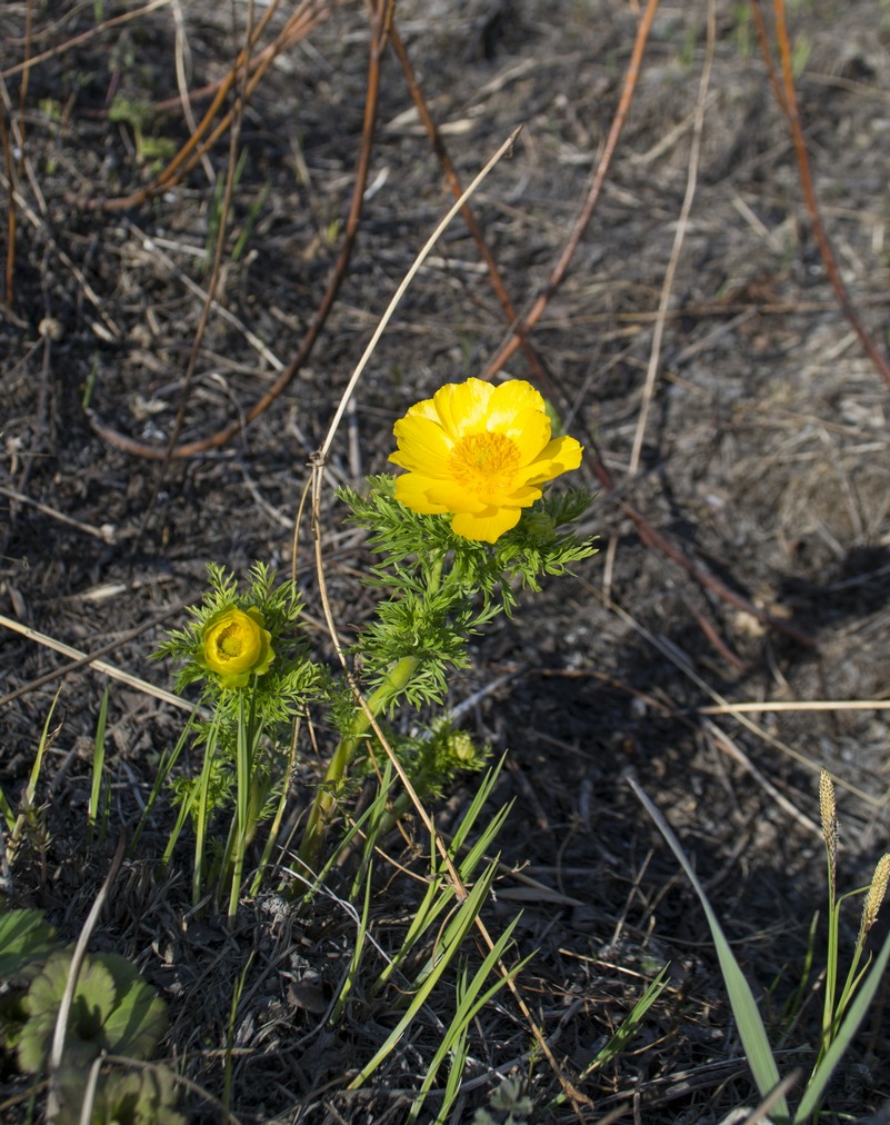 Image of Adonis apennina specimen.