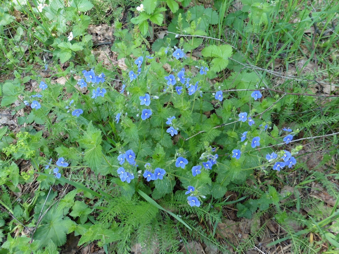 Image of Veronica chamaedrys specimen.