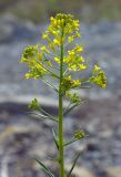 Erysimum cheiranthoides