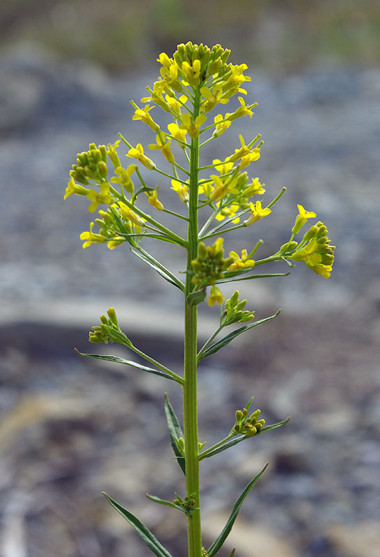 Image of Erysimum cheiranthoides specimen.