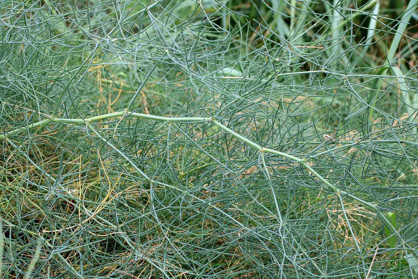 Image of Asparagus ferganensis specimen.