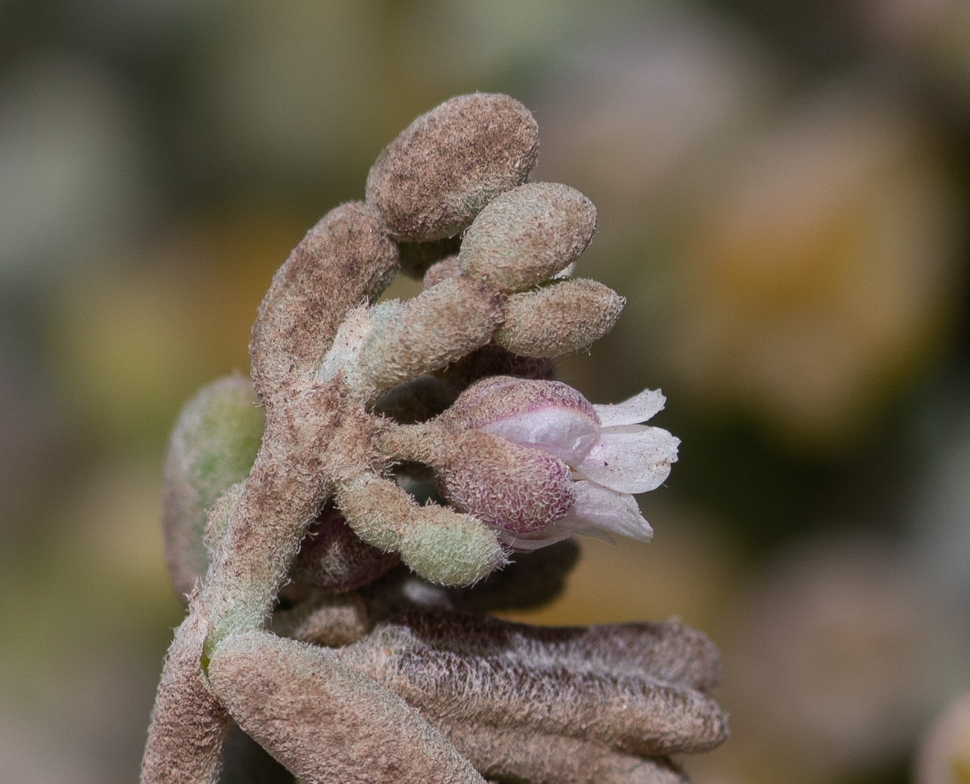 Image of Tetraena gaetula specimen.