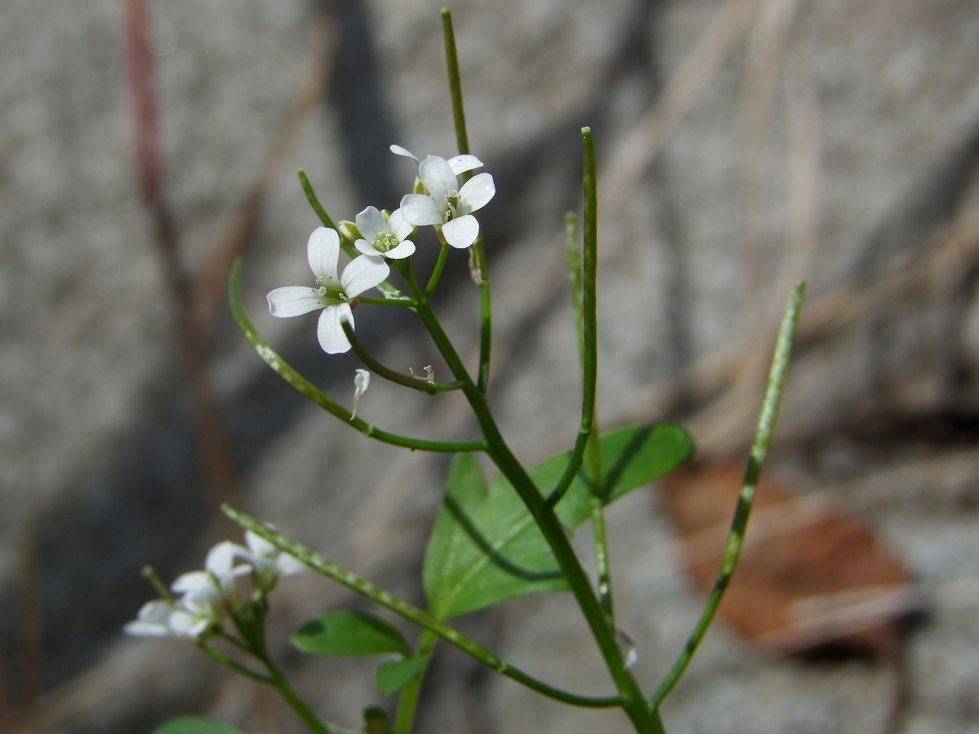 Изображение особи Cardamine regeliana.