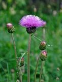 Cirsium heterophyllum. Верхушка побега с распустившимся и нераспустившимися соцветиями. Башкирия, Белорецкий р-н, гора Большой Иремель, ≈ 1000 м н.у.м., луг на опушке смешанного леса. 30.07.2019.