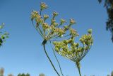 Laserpitium prutenicum