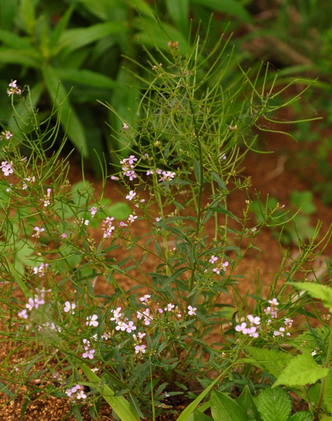 Image of Dontostemon dentatus specimen.