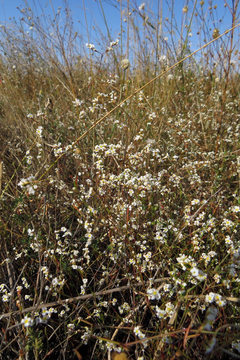 Изображение особи Polygonum pseudoarenarium.