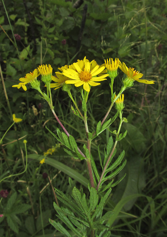 Изображение особи Senecio argunensis.