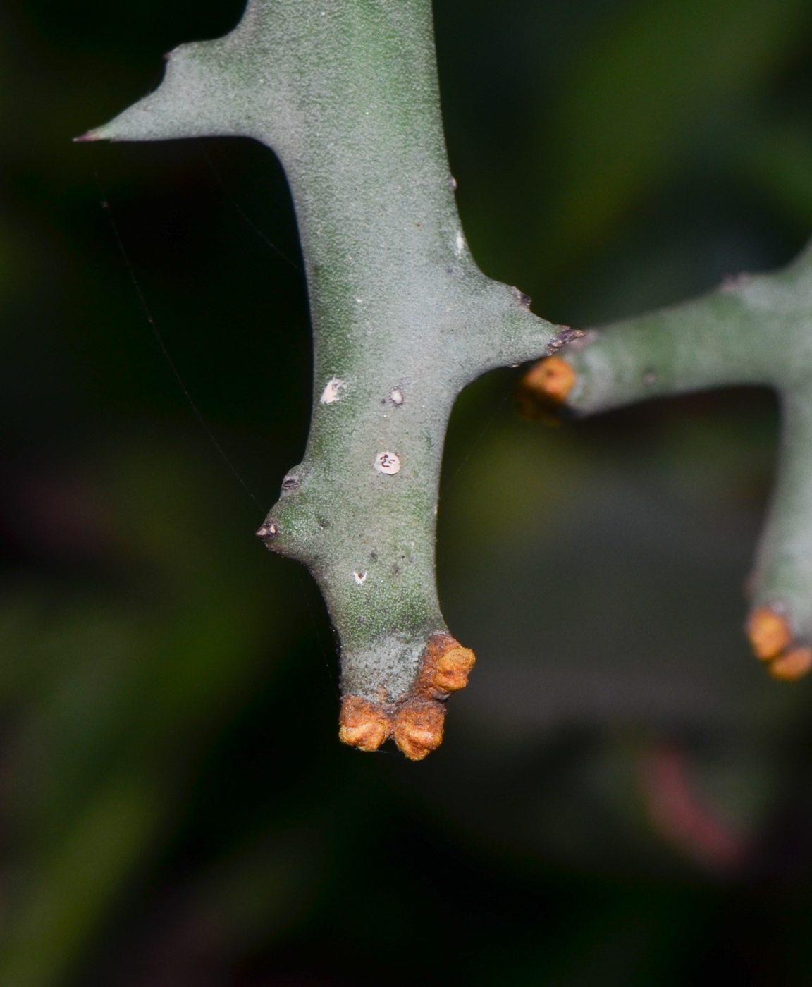 Изображение особи Euphorbia stenoclada.