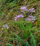 Allium rubens