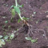 Epilobium hornemannii. Нижняя часть побега и корневая система выкопанного растения. Свердловская обл., окр. г. Североуральск, дачный участок. 14.07.2019.