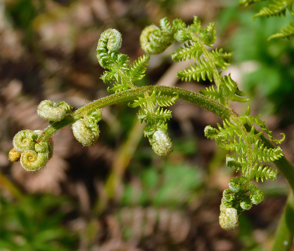 Image of Pteridium tauricum specimen.