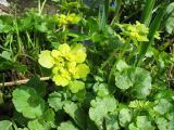 Chrysosplenium sibiricum