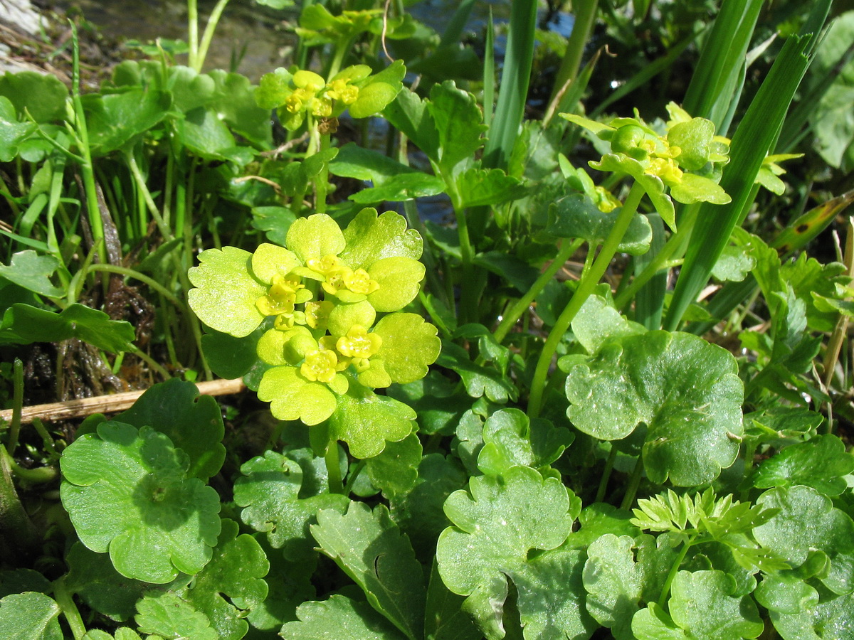 Image of Chrysosplenium sibiricum specimen.