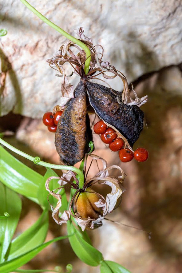 Image of Gloriosa superba specimen.