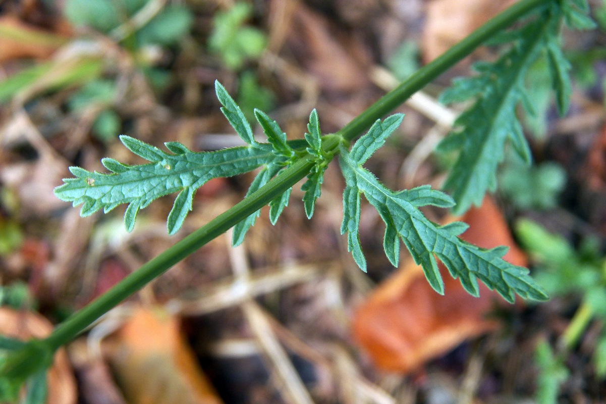 Image of Verbena officinalis specimen.