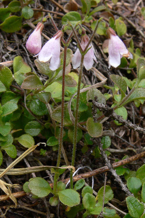 Изображение особи Linnaea borealis.