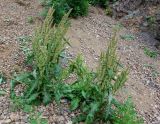 род Rumex