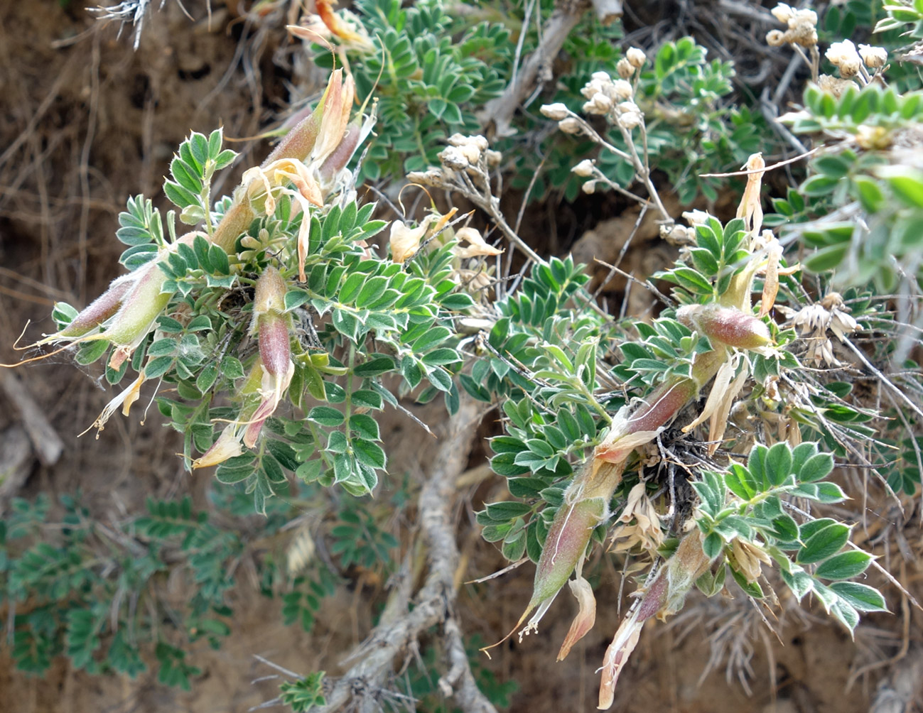 Изображение особи Caragana pleiophylla.