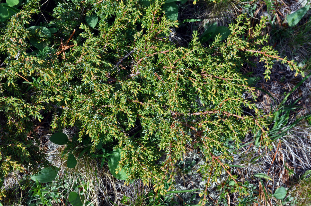 Изображение особи Juniperus sibirica.