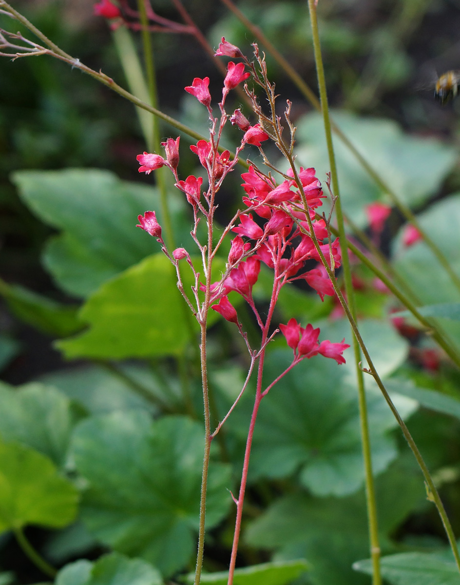 Image of Heuchera sanguinea specimen.