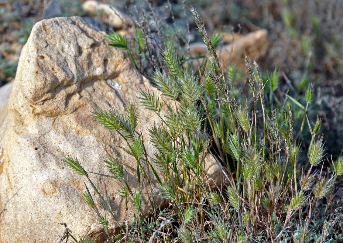 Image of Eremopyrum orientale specimen.