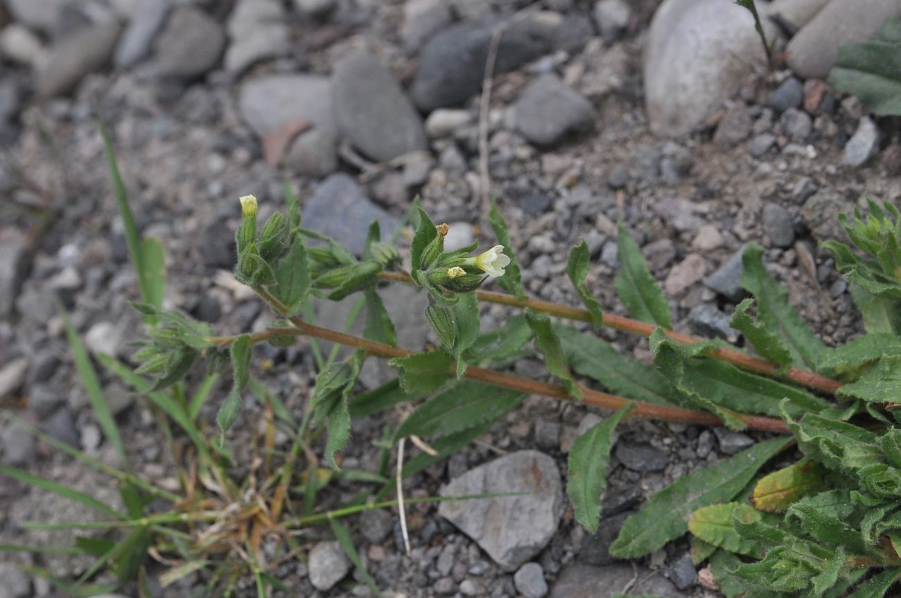 Image of genus Nonea specimen.