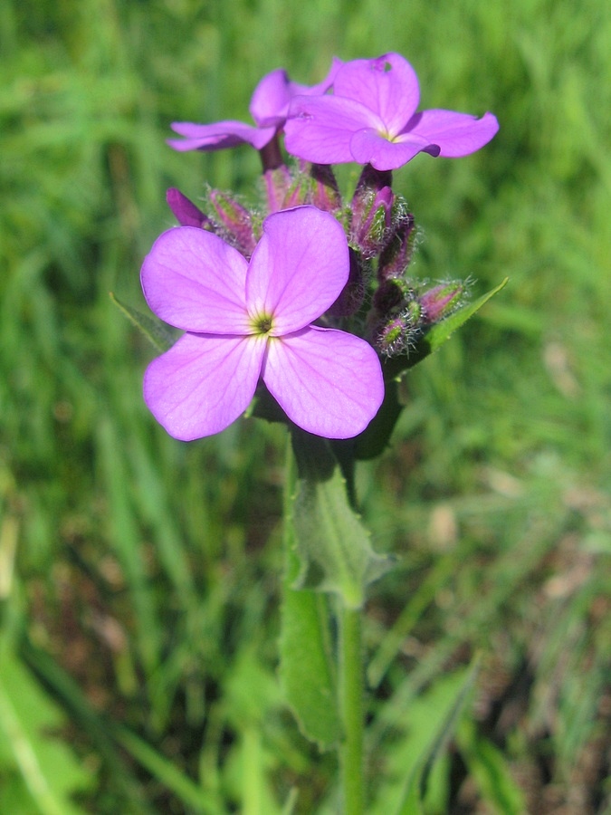 Изображение особи Hesperis pycnotricha.