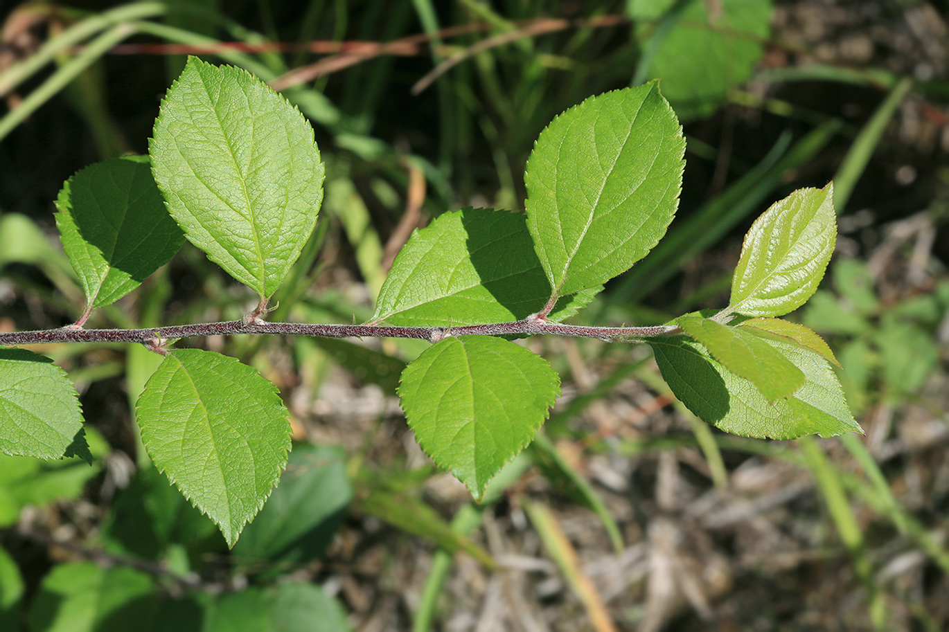 Image of Prunus spinosa specimen.