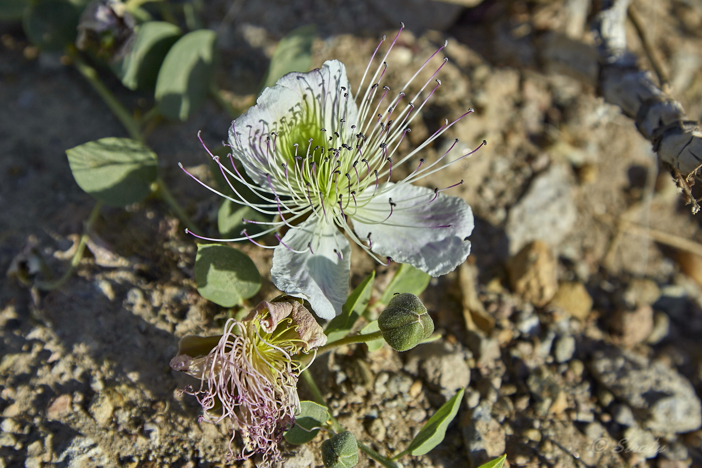 Изображение особи Capparis herbacea.