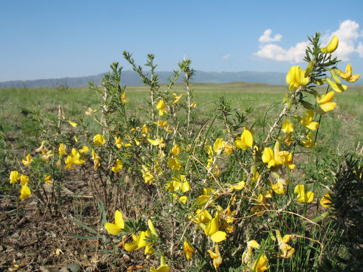 Изображение особи Caragana leucophloea.