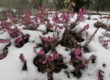 Erica carnea