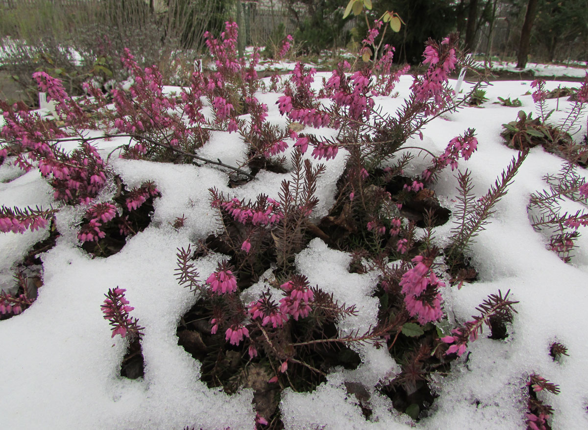 Image of Erica carnea specimen.