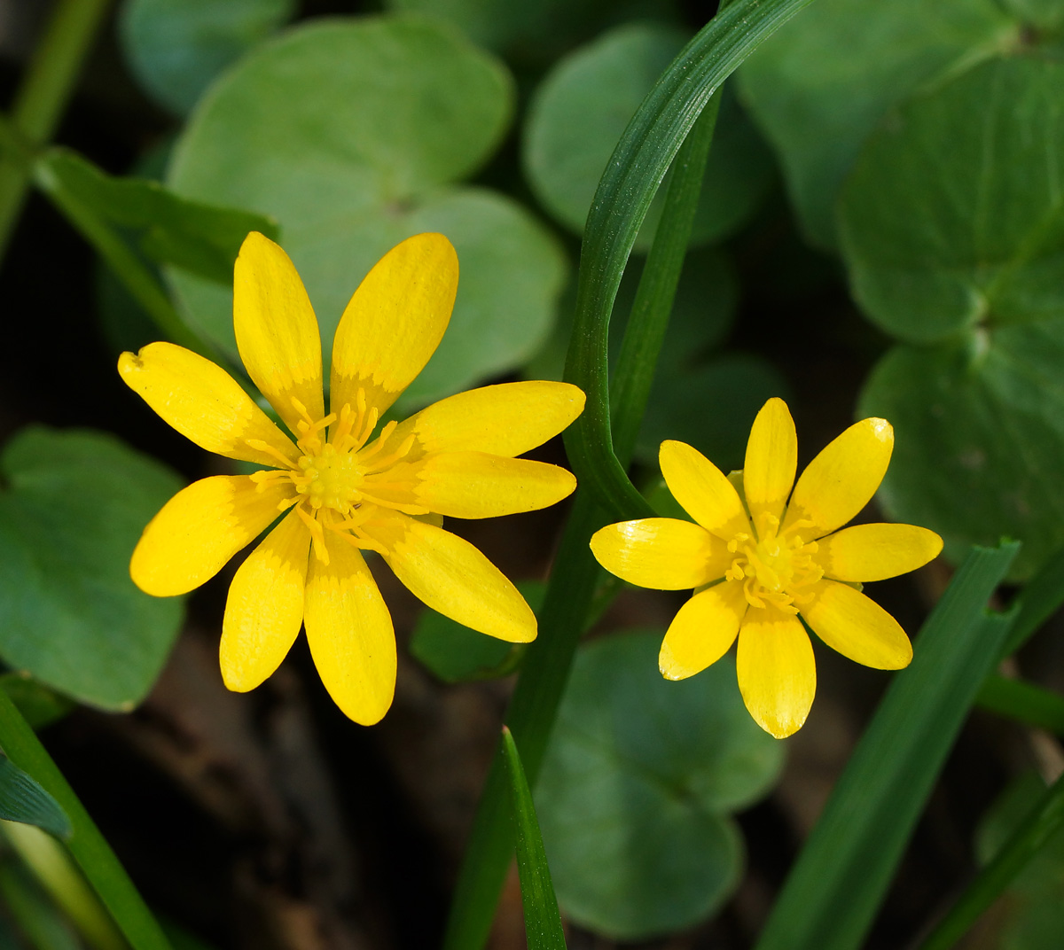 Image of Ficaria verna specimen.