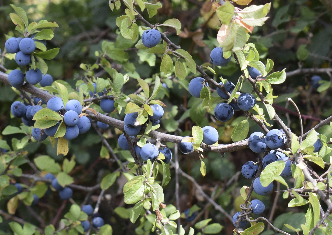 Изображение особи Prunus spinosa.