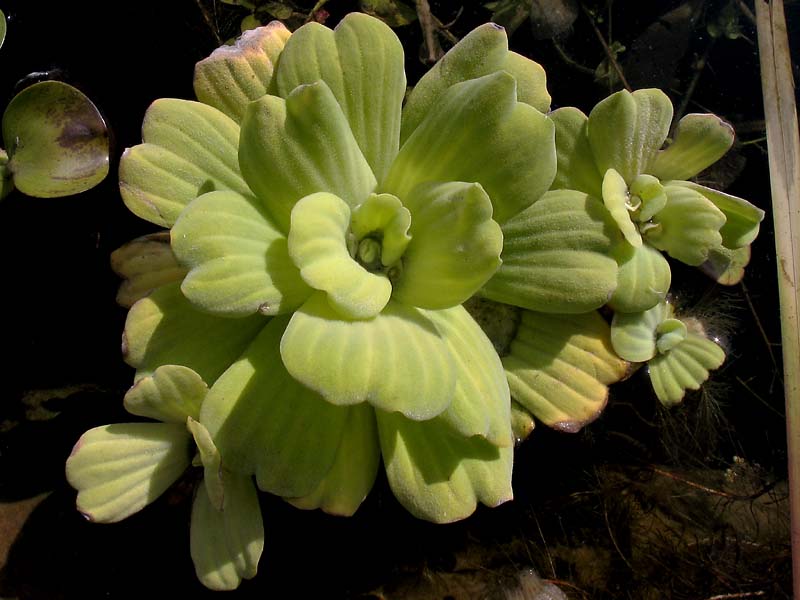 Изображение особи Pistia stratiotes.