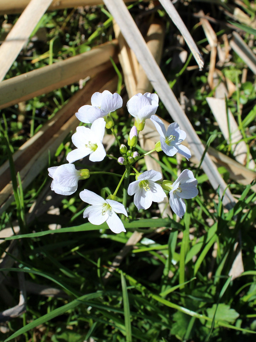 Image of Cardamine pratensis specimen.