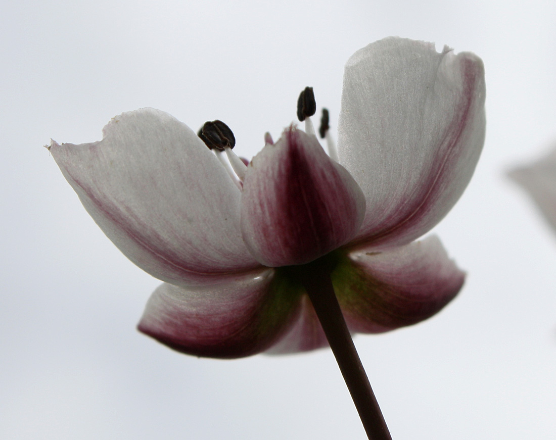 Изображение особи Butomus umbellatus.