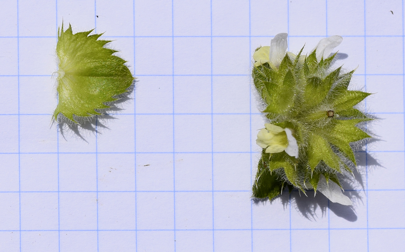 Image of Sideritis hirsuta specimen.