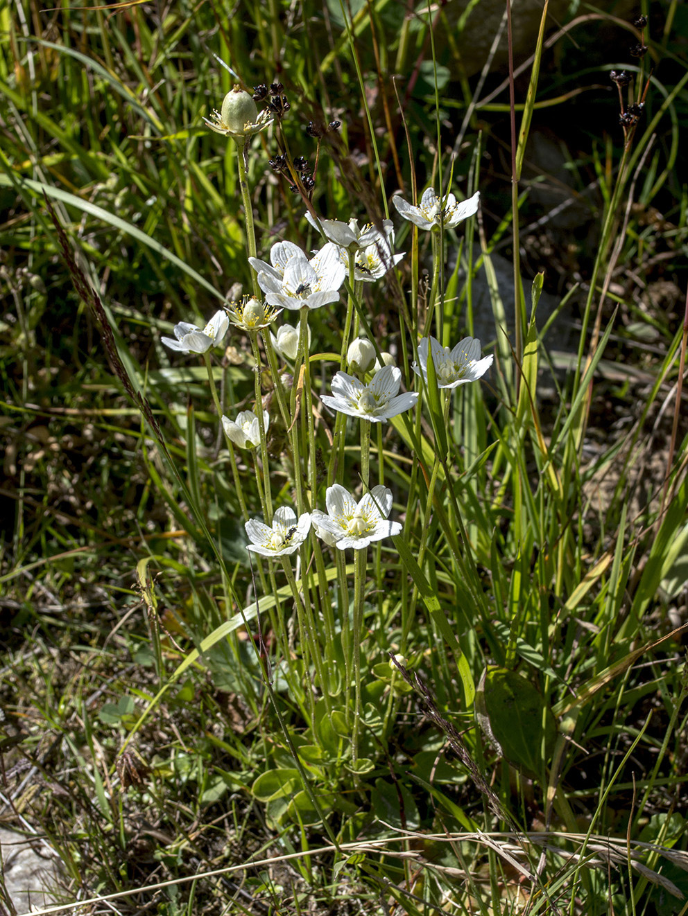 Изображение особи Parnassia palustris.