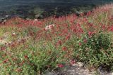 Centranthus ruber