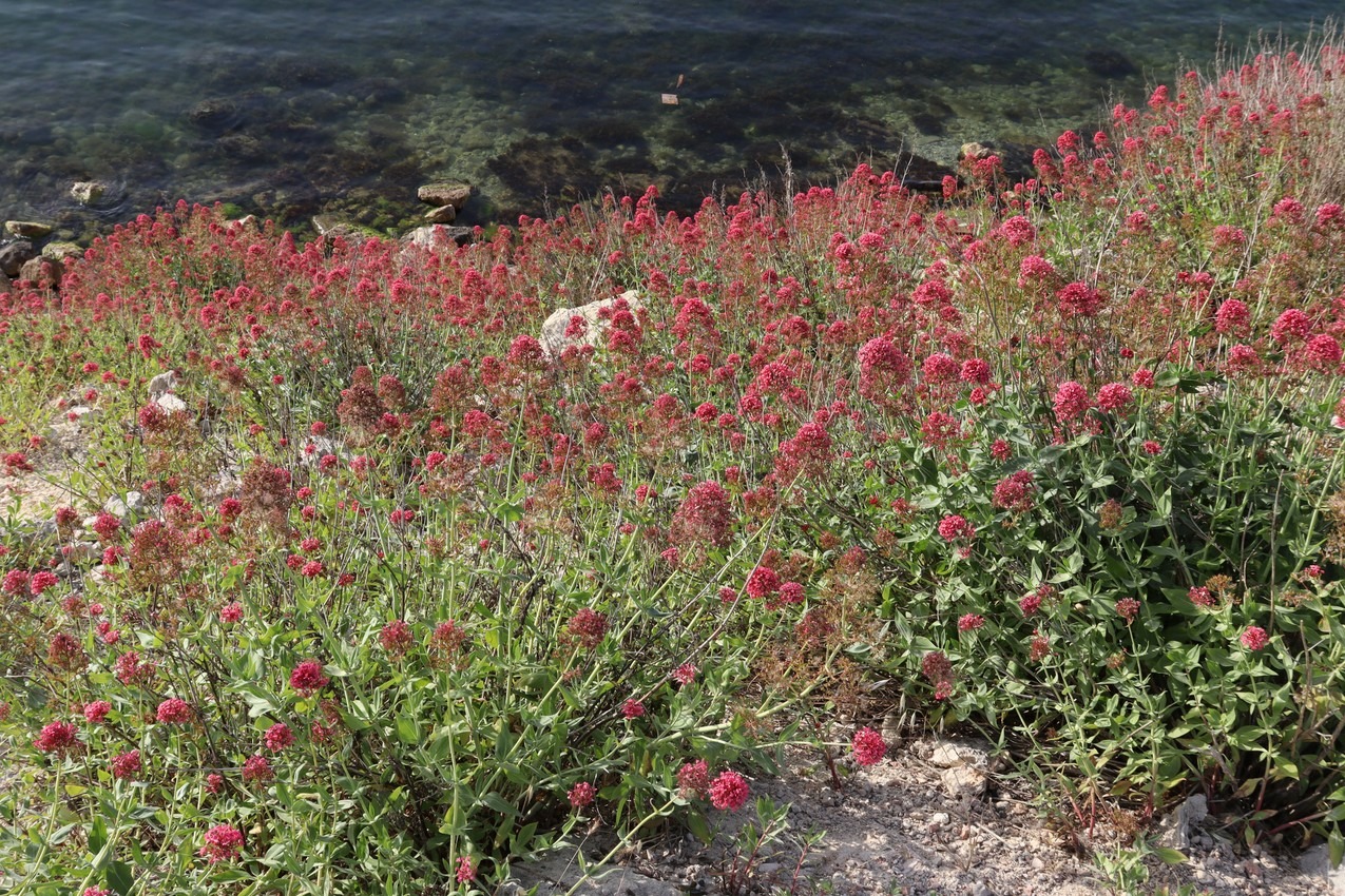 Image of Centranthus ruber specimen.