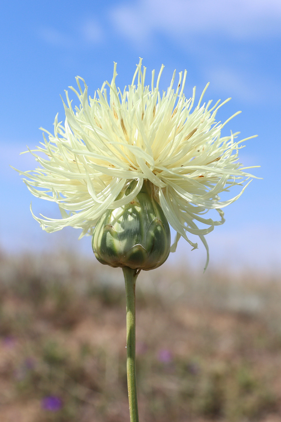 Изображение особи Rhaponticoides taliewii.